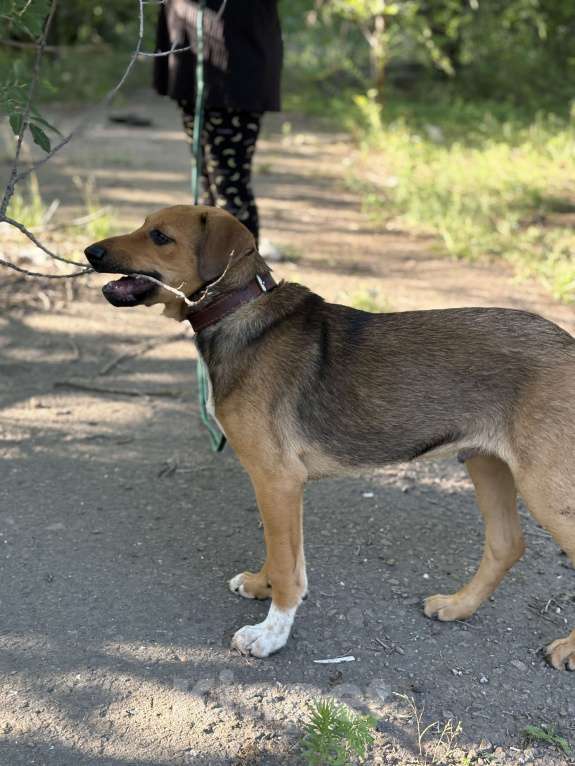 Собаки в Ростове-на-Дону: Щенок в добрые руки Мальчик, Бесплатно - фото 3