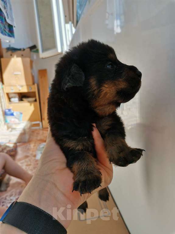 Собаки в Нефтекумске: Щенки ротвейлера продажа  Мальчик, 8 000 руб. - фото 1
