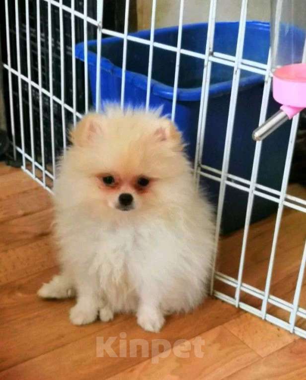 Собаки в Самаре: Шпиц, 1 руб. - фото 3