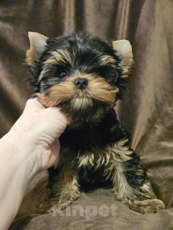Собаки в Москве: Мальчик йорка  Мальчик, 60 000 руб. - фото 4