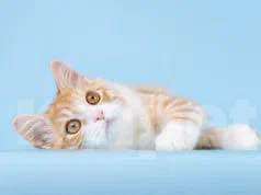 Кошки в Москве: Рыжее пушистое солнышко в добрые руки Мальчик, Бесплатно - фото 2