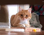 Кошки в Москве: Потеряла рыжая кошка Белка Девочка, 2 000 руб. - фото 2