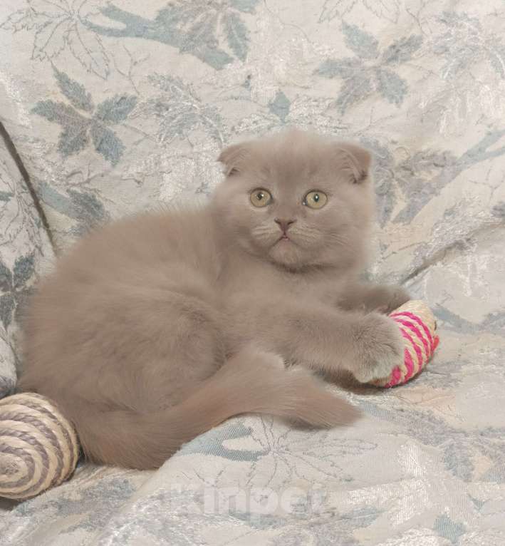 Кошки в Москве: Вислоухий котенок лилового окраса Мальчик, 25 000 руб. - фото 3