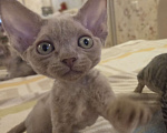 Кошки в Москве: Котята девон рекс Лиловые, циннамон, шоколадный мрамор Девочка, 85 000 руб. - фото 8