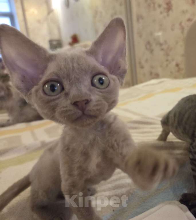 Кошки в Москве: Котята девон рекс Лиловые, циннамон, шоколадный мрамор Девочка, 85 000 руб. - фото 8