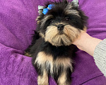 Собаки в Москве: Яркий йорк мальчик стандарт бэби фейс Мальчик, 39 000 руб. - фото 4