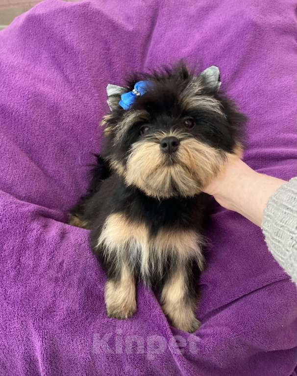 Собаки в Москве: Яркий йорк мальчик стандарт бэби фейс Мальчик, 39 000 руб. - фото 4