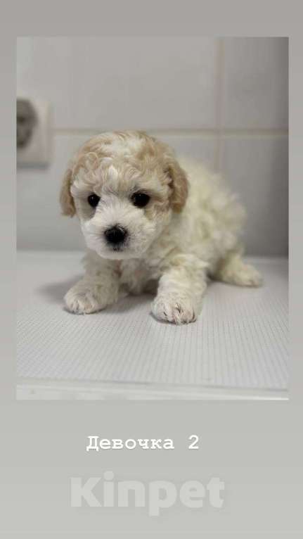 Собаки в Москве: Девочки бишоны Девочка, 50 000 руб. - фото 2