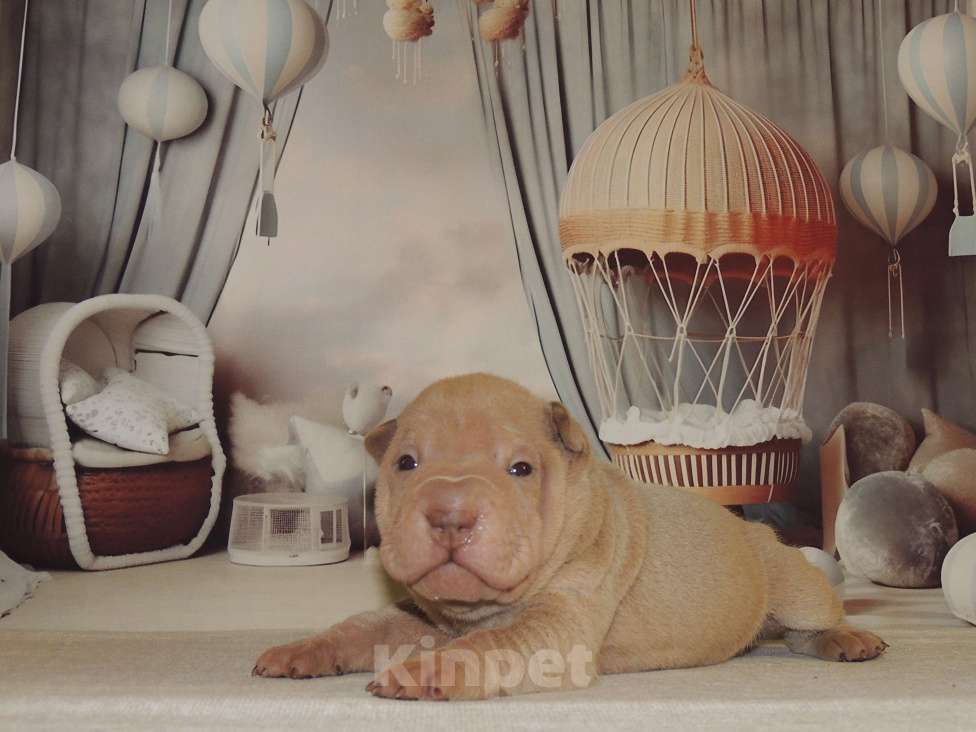 Собаки в Москве: Щенок шарпея Шат Шьюн Пан Марципан из питомника Мальчик, Бесплатно - фото 3