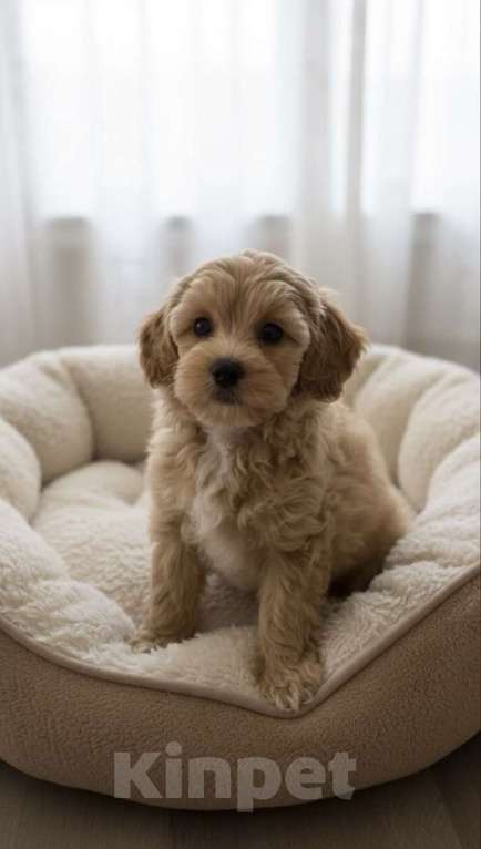 Собаки в Москве: Мальтипу F1 девочка  Девочка, 100 000 руб. - фото 1