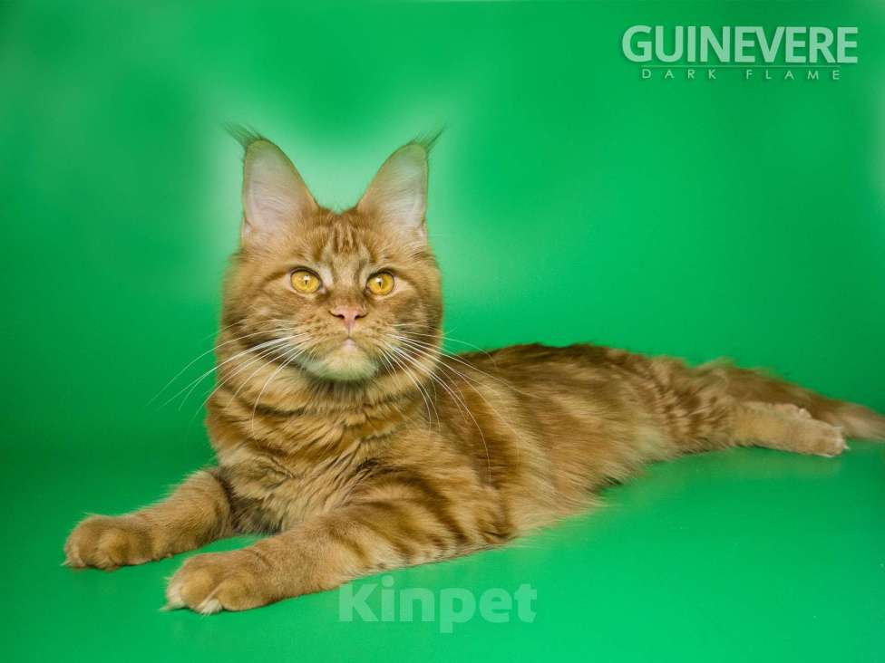 Кошки в других городах Воронежской области: Guinevere Dark Flame Девочка, 50 000 руб. - фото 5