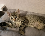 Кошки в Москве: Маша 2 месяца Девочка, Бесплатно - фото 7