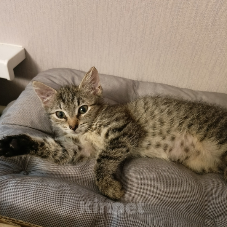 Кошки в Москве: Маша 2 месяца Девочка, Бесплатно - фото 7
