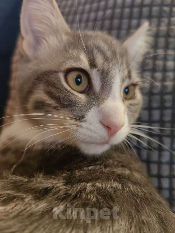 Кошки в Москве: Котёнок бесплатно Мальчик, Бесплатно - фото 3