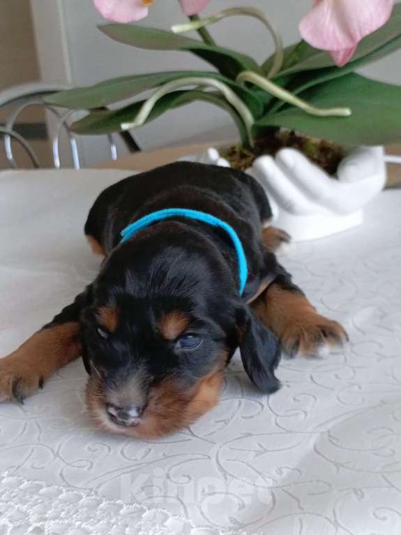 Собаки в Москве: Русский охотничий спаниель мальчик Мальчик, 50 000 руб. - фото 4