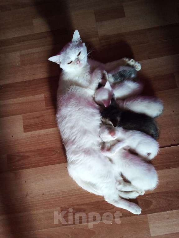 Кошки в Воронеже: Отдам в добрые руки котят, девочки, 8шт.  Девочка, 10 руб. - фото 3