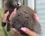 Кошки в Краснодаре: Котёнок-девочка в добрые руки Девочка, Бесплатно - фото 3