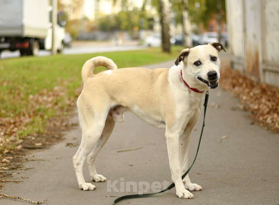 Собаки в Москве: Илай в добрые руки Мальчик, 1 руб. - фото 7