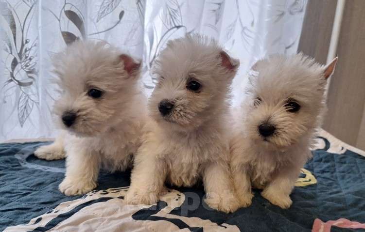 Собаки в Москве: Вест-хайленд-уайт-терьер, щенок Мальчик, Бесплатно - фото 2