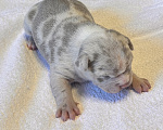 Собаки в других городах Московской области: AMERICAN BULLY   девочка Девочка, 250 000 руб. - фото 5