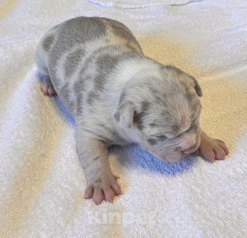 Собаки в других городах Московской области: AMERICAN BULLY   девочка Девочка, 250 000 руб. - фото 5