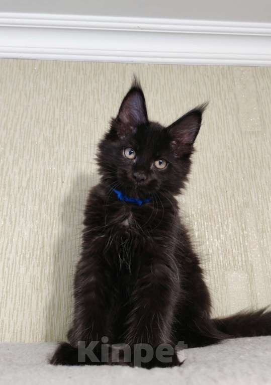 Кошки в Санкт-Петербурге: Мейн кун мальчик Мальчик, 60 000 руб. - фото 1