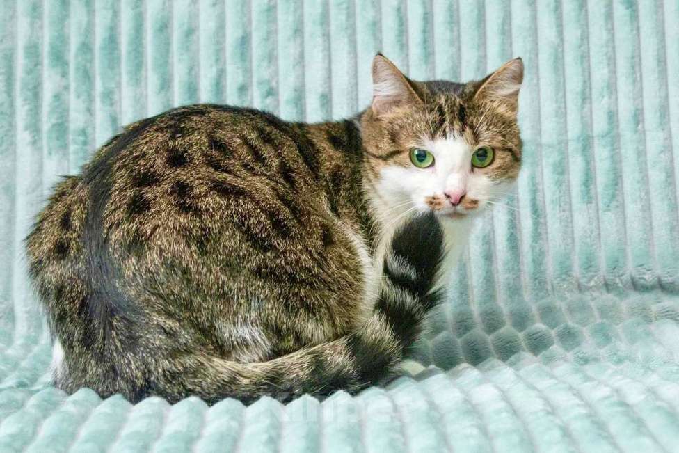 Кошки в Москве: Кошка Мурыся - любовь с первого Мур-мур. В добрые руки Девочка, Бесплатно - фото 3