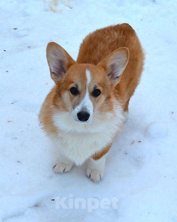 Собаки в Москве: Альмаре Феа Баркарола Девочка, 60 000 руб. - фото 5