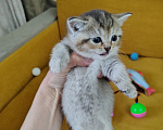 Кошки в Москве: Кошечка ищет добрую хозяйку Девочка, Бесплатно - фото 5