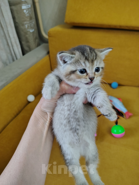 Кошки в Москве: Кошечка ищет добрую хозяйку Девочка, Бесплатно - фото 5