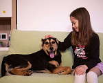 Собаки в Москве: Молли ищет дом и человека, с которым будет делить каждое счастливое мгновение! Девочка, Бесплатно - фото 9