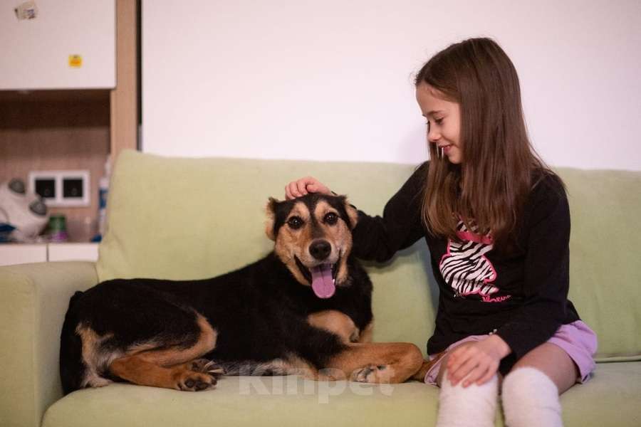 Собаки в Москве: Молли ищет дом и человека, с которым будет делить каждое счастливое мгновение! Девочка, Бесплатно - фото 9