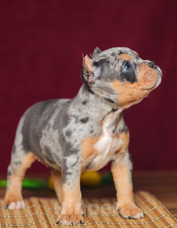 Собаки в Обнинске: Девочка булли голубой мрамор мерле с подпалом Девочка, 150 000 руб. - фото 3