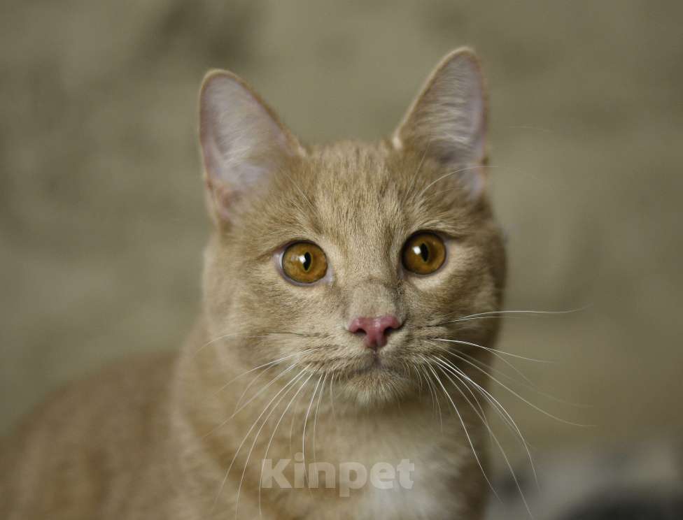 Кошки в Москве: котенок Сырник в добрые руки Мальчик, Бесплатно - фото 5