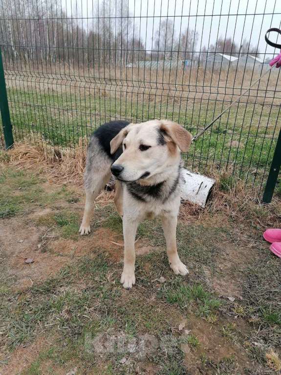 Собаки в Москве: Васко, улыбчивый щенок Мальчик, Бесплатно - фото 2