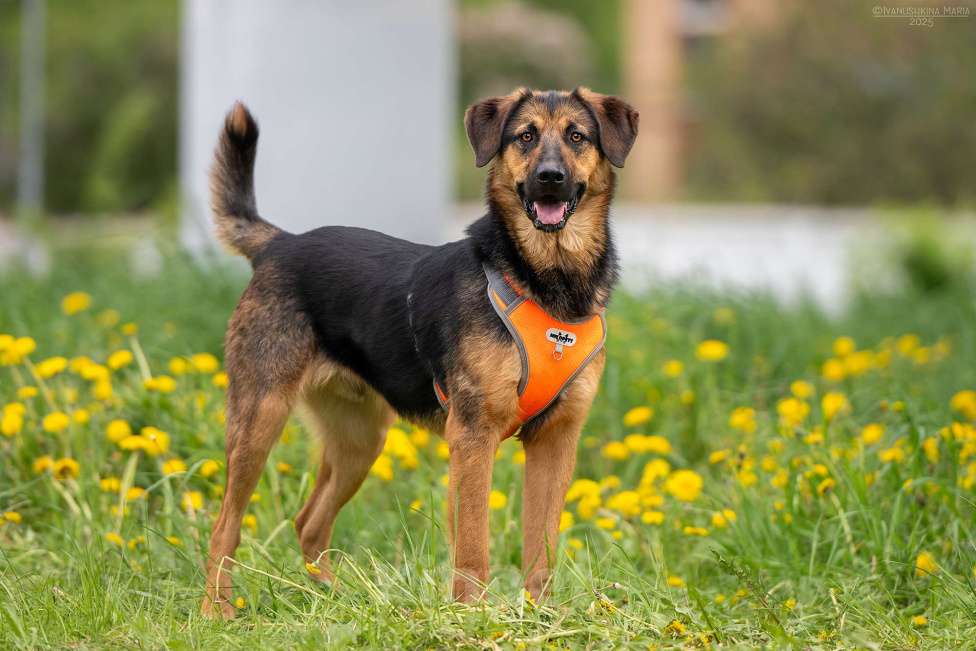 Собаки в Москве: Мэсси - ваш персоналный псыночка корзиночка Мальчик, Бесплатно - фото 2