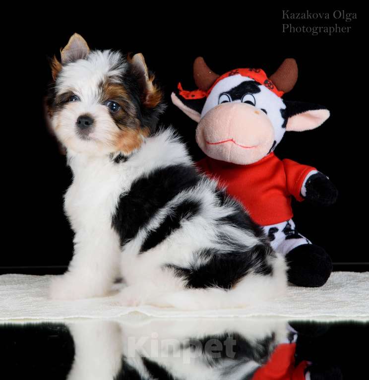 Собаки в Москве: Милейшие щенки Бивер терьера Девочка, 80 000 руб. - фото 2