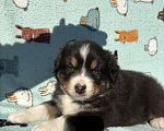 Собаки в Бикине: Аусси Мальчик, 50 000 руб. - фото 2