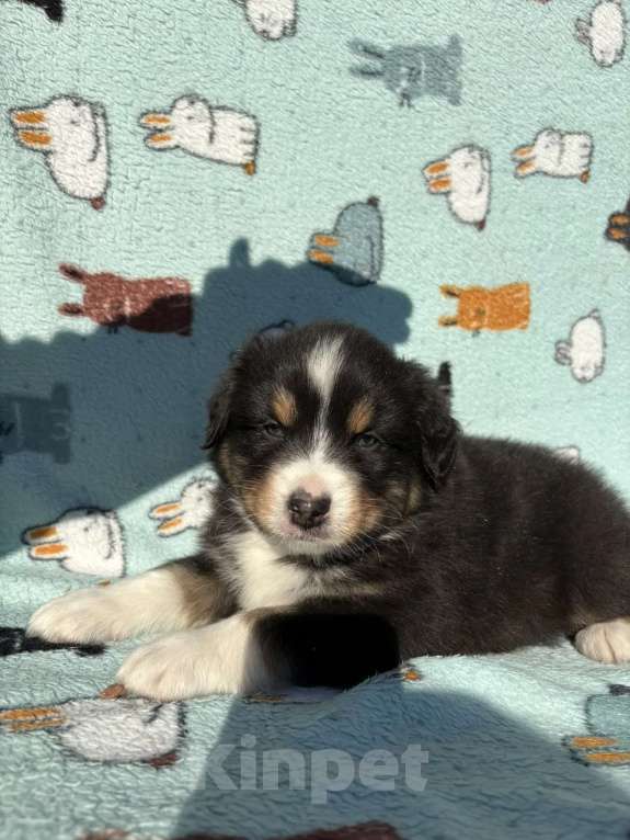 Собаки в Бикине: Аусси Мальчик, 50 000 руб. - фото 2