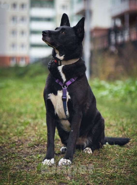 Собаки в Москве: Ищем дом для спасенной доброй собаки Багиры Девочка, 1 руб. - фото 6