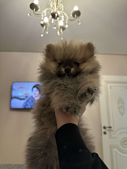 Померанский шпиц 