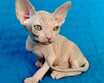 Кошки в Королеве: канадские сфинксята из питомника Мальчик, 60 000 руб. - фото 5