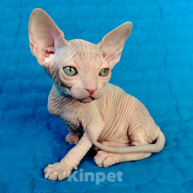 Кошки в Королеве: канадские сфинксята из питомника Мальчик, 60 000 руб. - фото 5