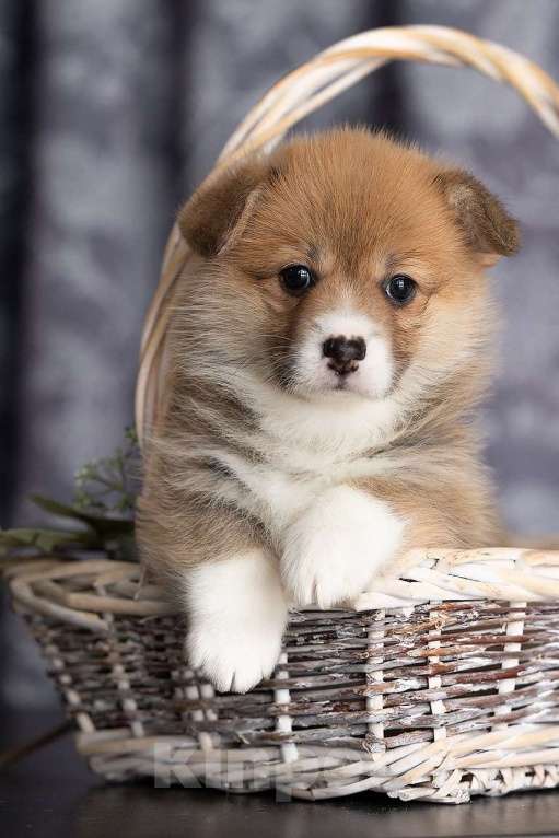 Собаки в Чехове: Щенки вельш-корги пемброка РКФ Девочка, Бесплатно - фото 2