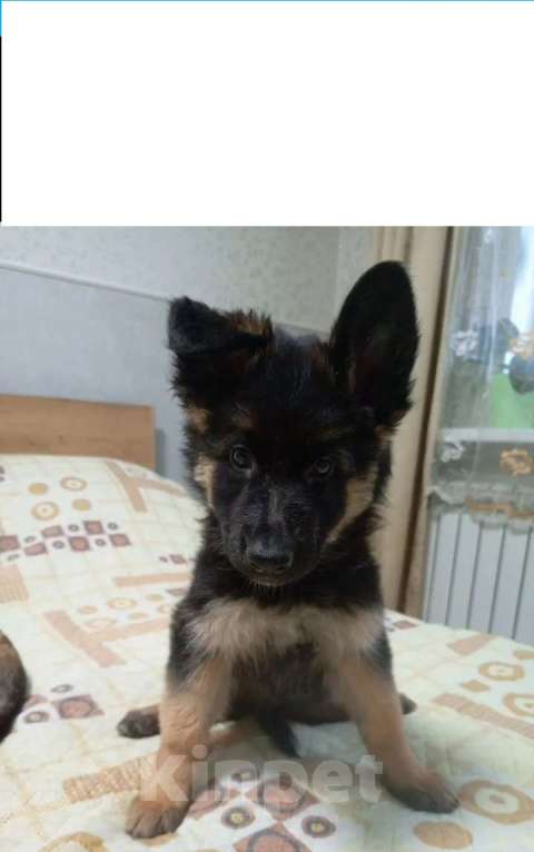 Собаки в Тюмени: Порода Девочка, 10 000 руб. - фото 1