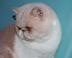 Кошки в Калуге: Экзотическая кошечка, 8 000 руб. - фото 3