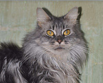 Кошки в Кингисеппе: Голубая мраморная кошечка, 2 000 руб. - фото 5