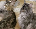 Кошки в Шахунье: Питомник предлагает котят мейн-кун, 1 руб. - фото 10