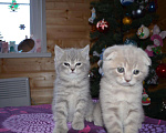 Кошки в Ливны: Шотландские котята, 13 000 руб. - фото 10