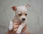 Собаки в Туле: Чихуахуа щенок Мальчик, 7 000 руб. - фото 7